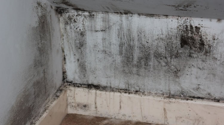 Mould Removal Services