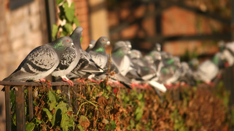 Pigeon Control Services