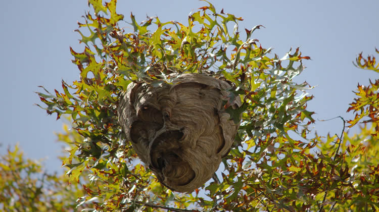 Wasp Nest Removal
